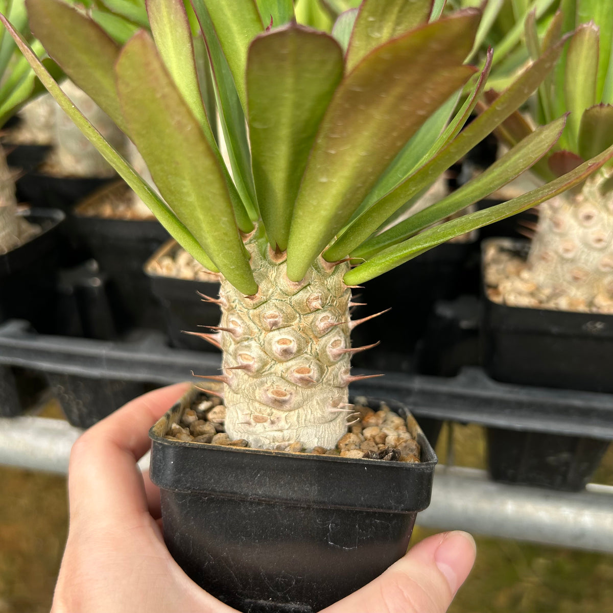 Euphorbia unispina