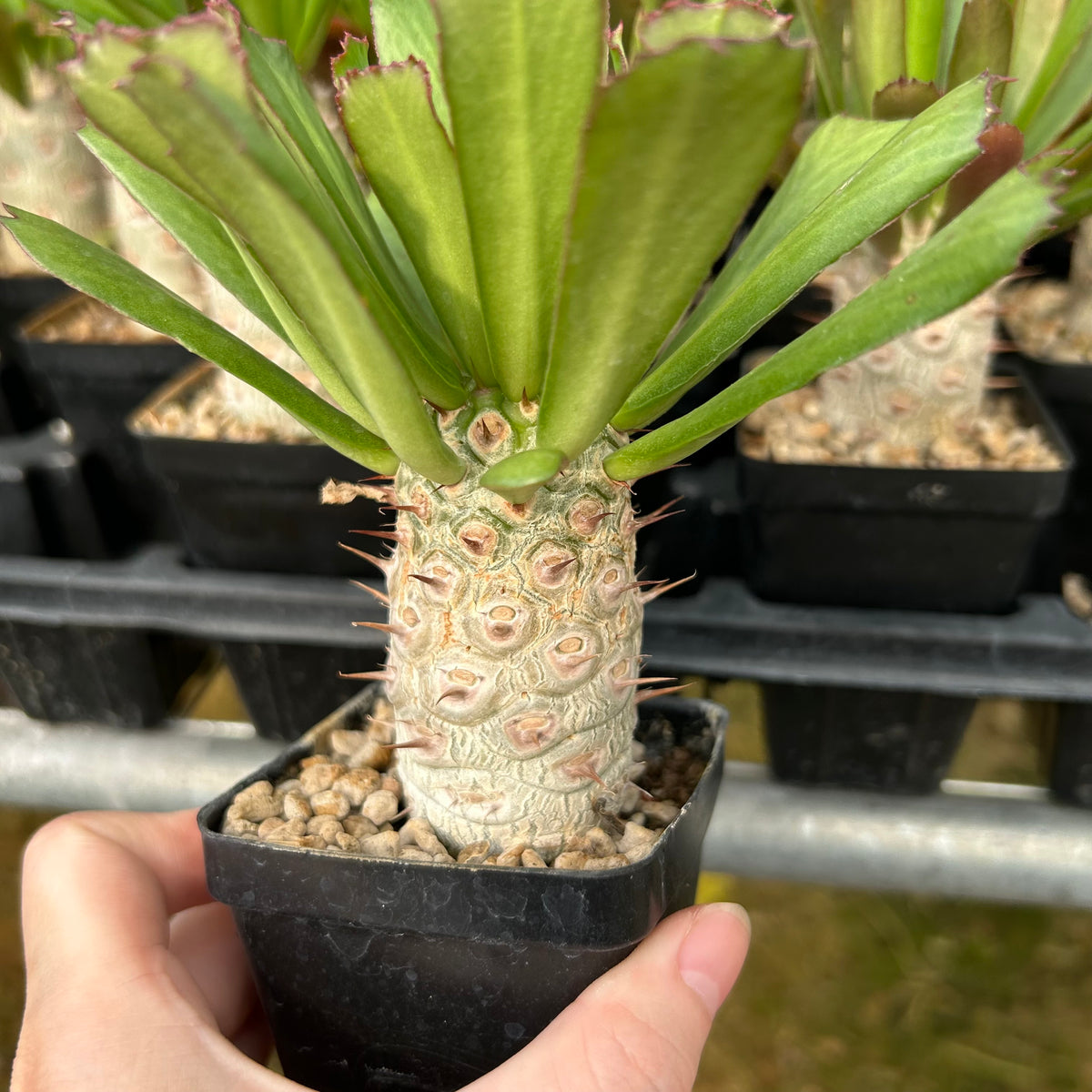 Euphorbia unispina