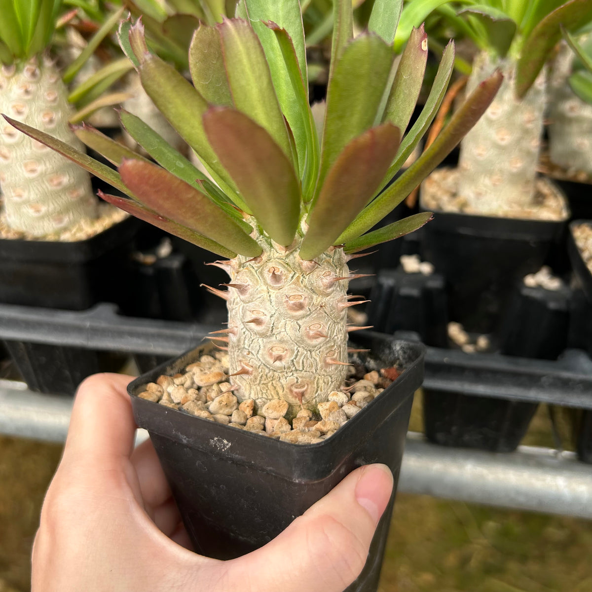 Euphorbia unispina