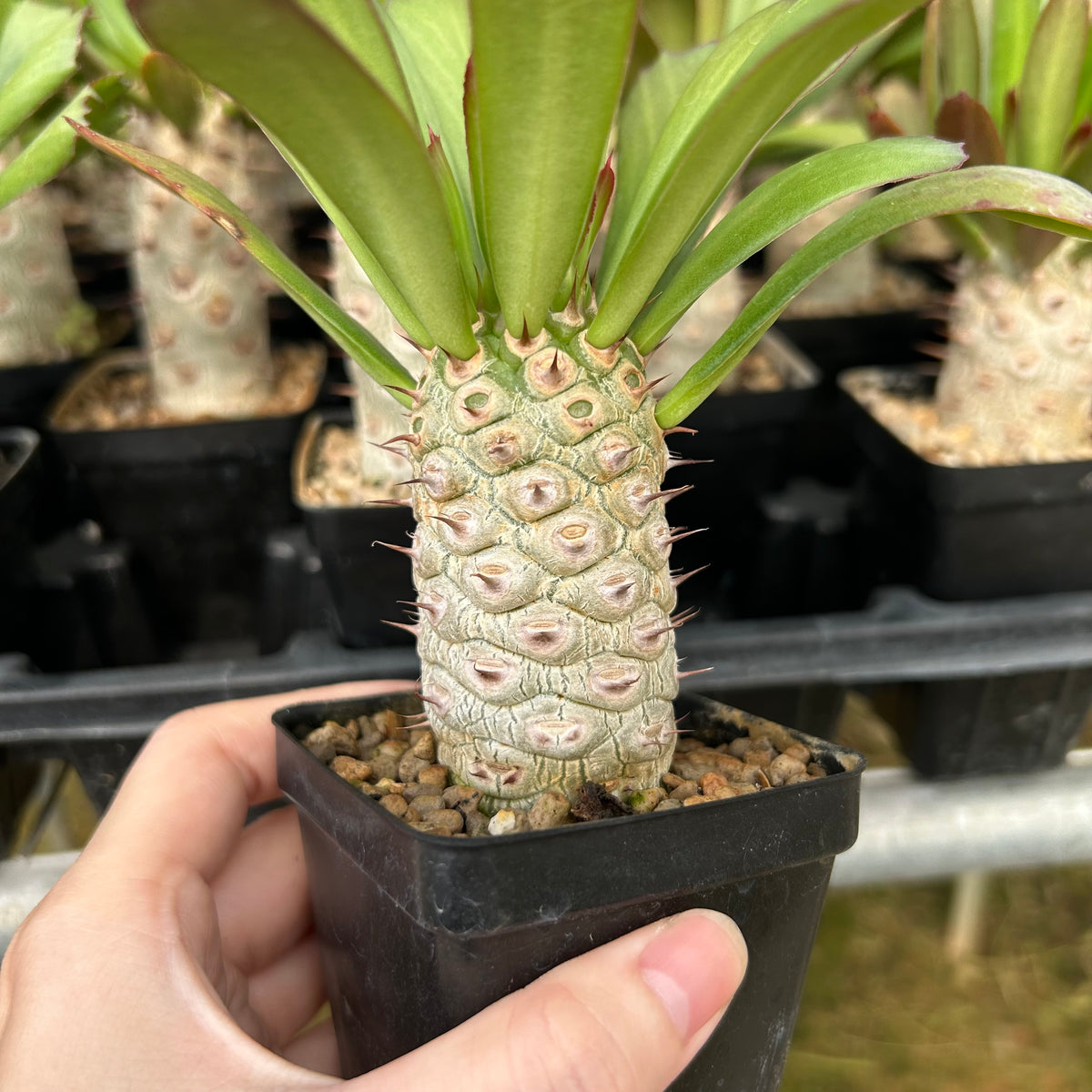 Euphorbia unispina