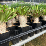 Euphorbia unispina