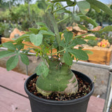 Adenia glauca-Adenia-W8-9cm-image-5