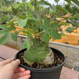 Adenia glauca-Adenia-W8-9cm-image-6