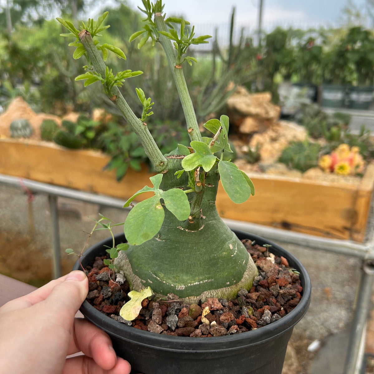 Adenia glauca-Adenia-W8-9cm-image-2