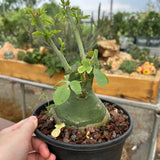 Adenia glauca-Adenia-W8-9cm-image-2
