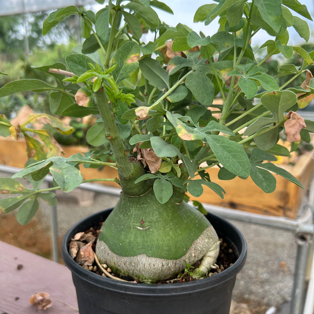 Adenia glauca-Adenia-W8-9cm-image-4