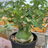 Adenia glauca-Adenia-W8-9cm-image-4