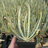 Aloe compressa var schistophil