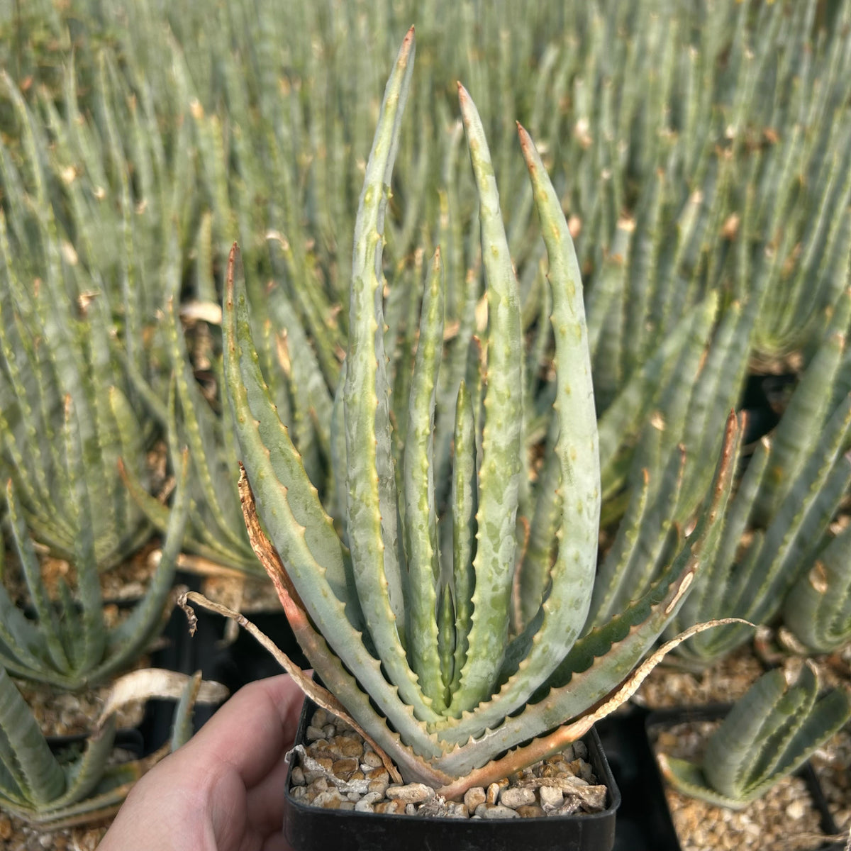 Aloe compressa var schistophil