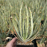 Aloe compressa var schistophil