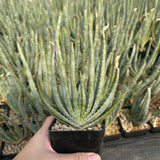 Aloe compressa var schistophil