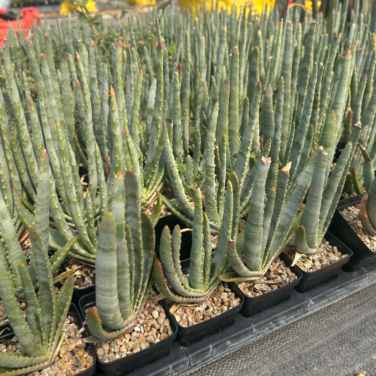 Aloe compressa var schistophil