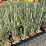Aloe compressa var schistophil