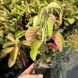 Euphorbia spectabilis / Monadenium spectabili
