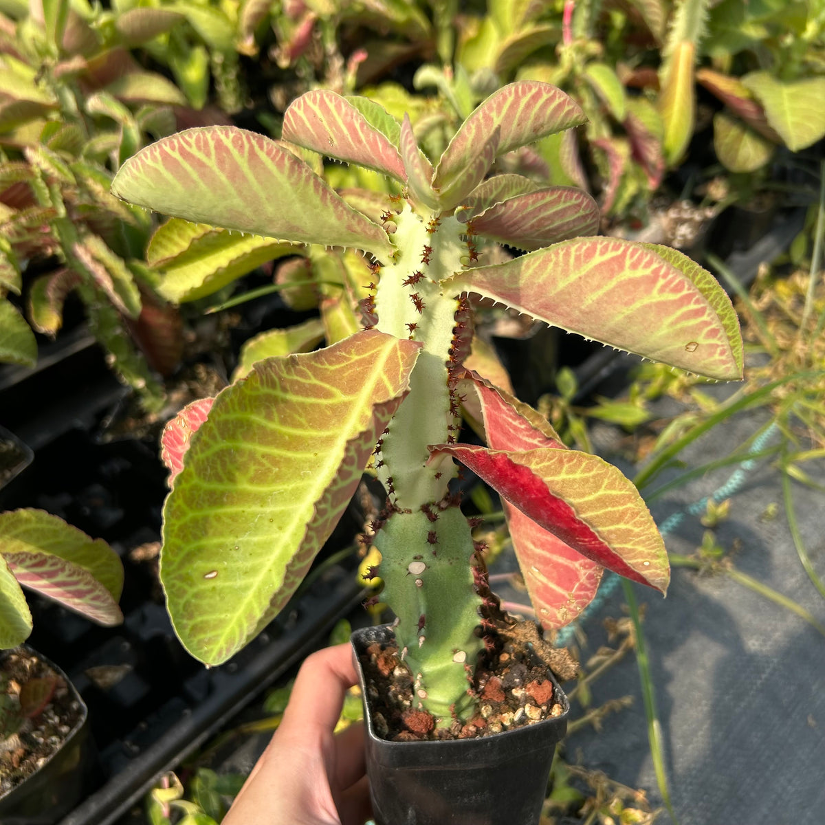 Euphorbia spectabilis / Monadenium spectabili