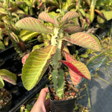 Euphorbia spectabilis / Monadenium spectabili