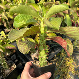 Euphorbia spectabilis / Monadenium spectabili
