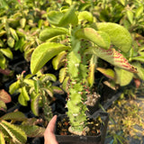 Euphorbia spectabilis / Monadenium spectabili