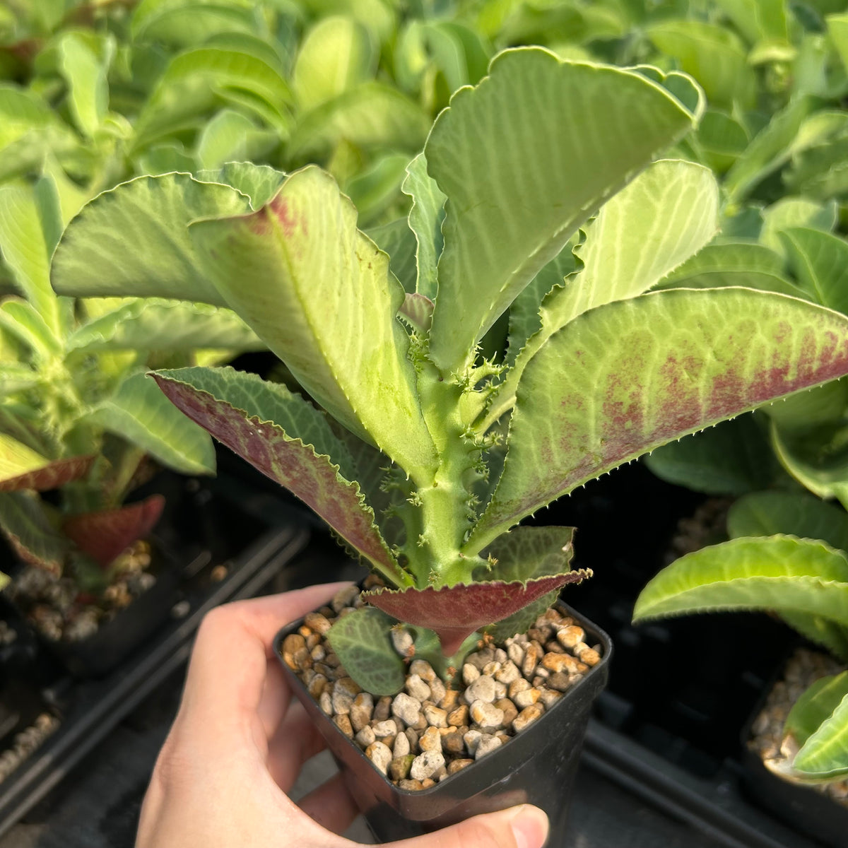 Euphorbia magnifica / Monadenium magnificum