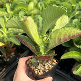 Euphorbia magnifica / Monadenium magnificum