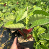Euphorbia magnifica / Monadenium magnificum