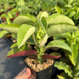 Euphorbia magnifica / Monadenium magnificum
