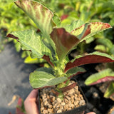 Euphorbia magnifica / Monadenium magnificum