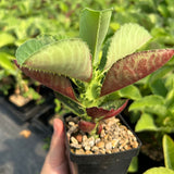 Euphorbia magnifica / Monadenium magnificum