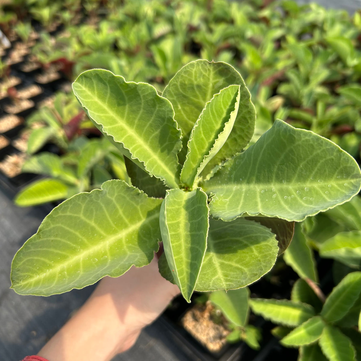 Euphorbia magnifica / Monadenium magnificum
