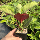 Euphorbia magnifica / Monadenium magnificum