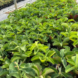 Euphorbia magnifica / Monadenium magnificum