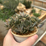 Euphorbia tulearensis-Euphorbia-image-2