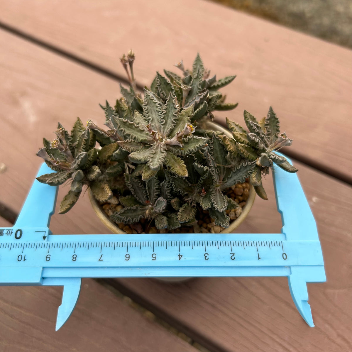 Euphorbia tulearensis-Euphorbia-image-3