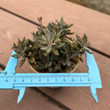 Euphorbia tulearensis-Euphorbia-image-3