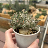 Euphorbia tulearensis-Euphorbia-image-5
