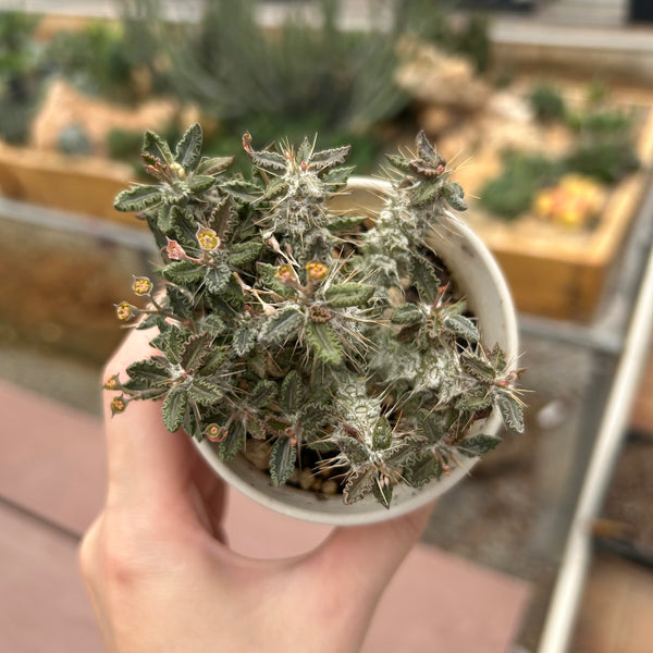 Euphorbia tulearensis-Euphorbia-image-6