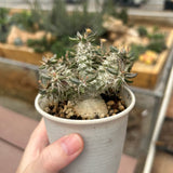 Euphorbia tulearensis-Euphorbia-image-7