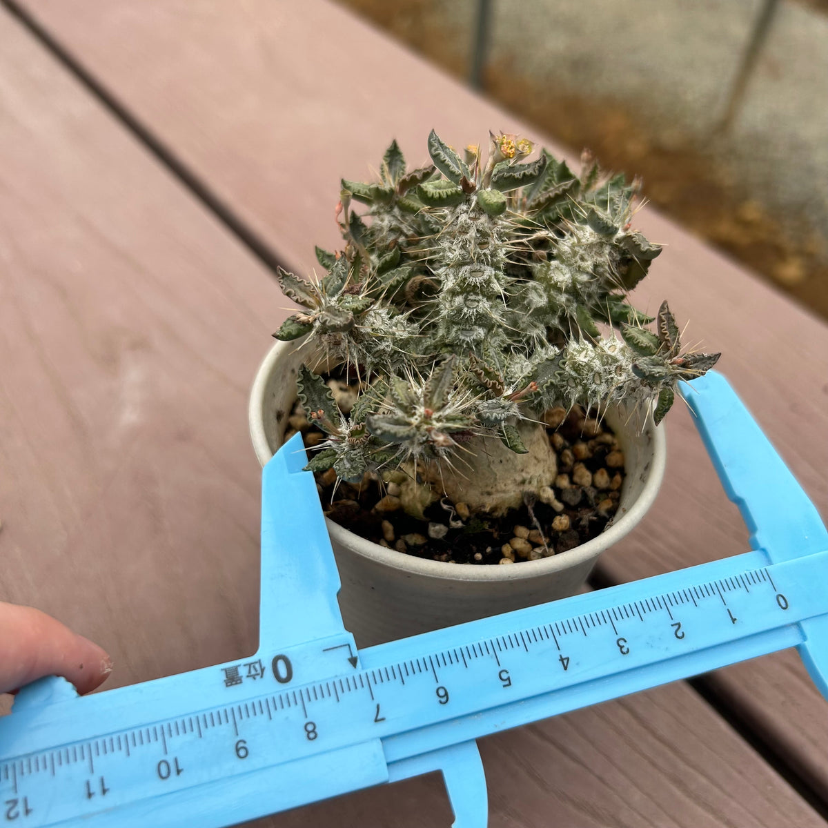 Euphorbia tulearensis-Euphorbia-image-8