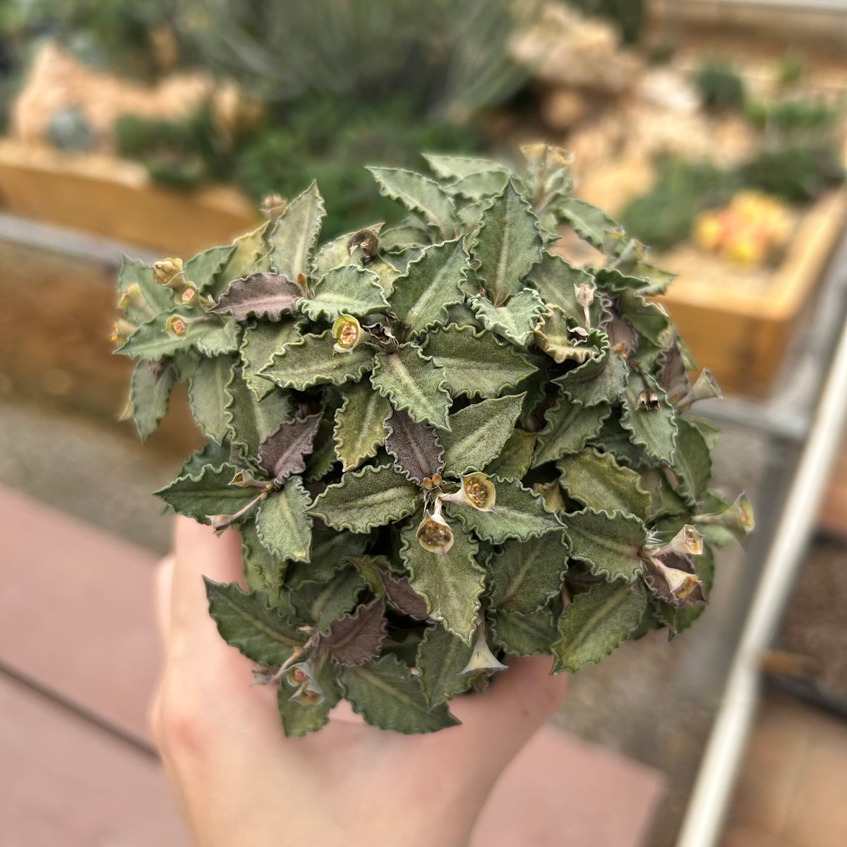 Euphorbia tulearensis-Euphorbia-image-10