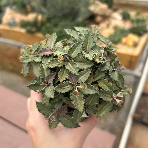Euphorbia tulearensis-Euphorbia-image-10