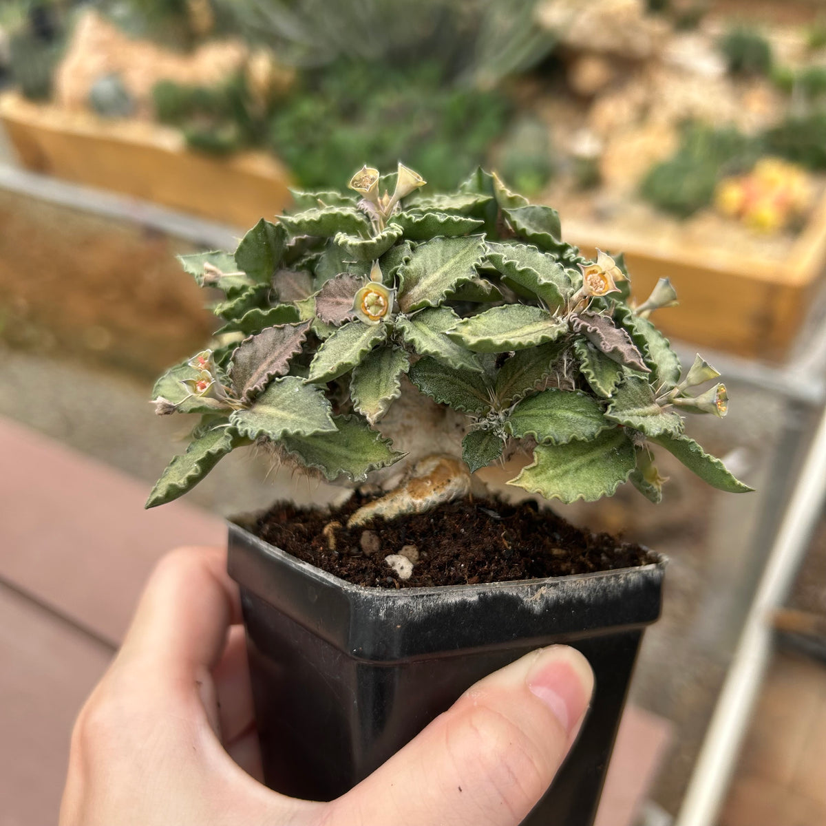 Euphorbia tulearensis-Euphorbia-image-11