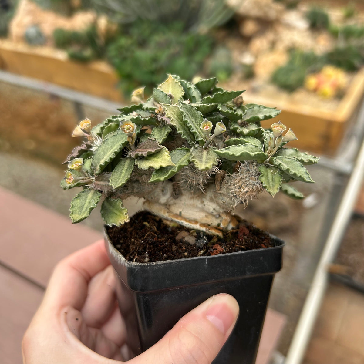 Euphorbia tulearensis-Euphorbia-image-12