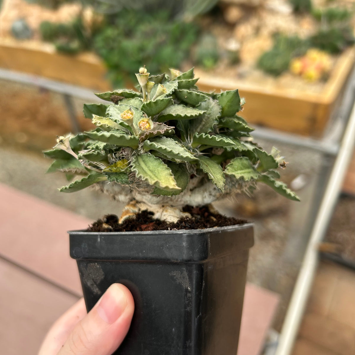 Euphorbia tulearensis-Euphorbia-image-13