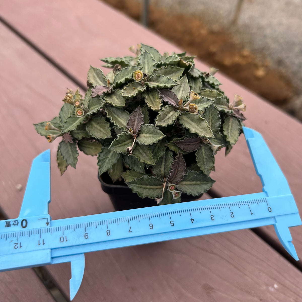 Euphorbia tulearensis-Euphorbia-image-14