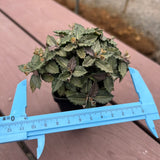 Euphorbia tulearensis-Euphorbia-image-14