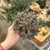 Euphorbia tulearensis-Euphorbia-image-16