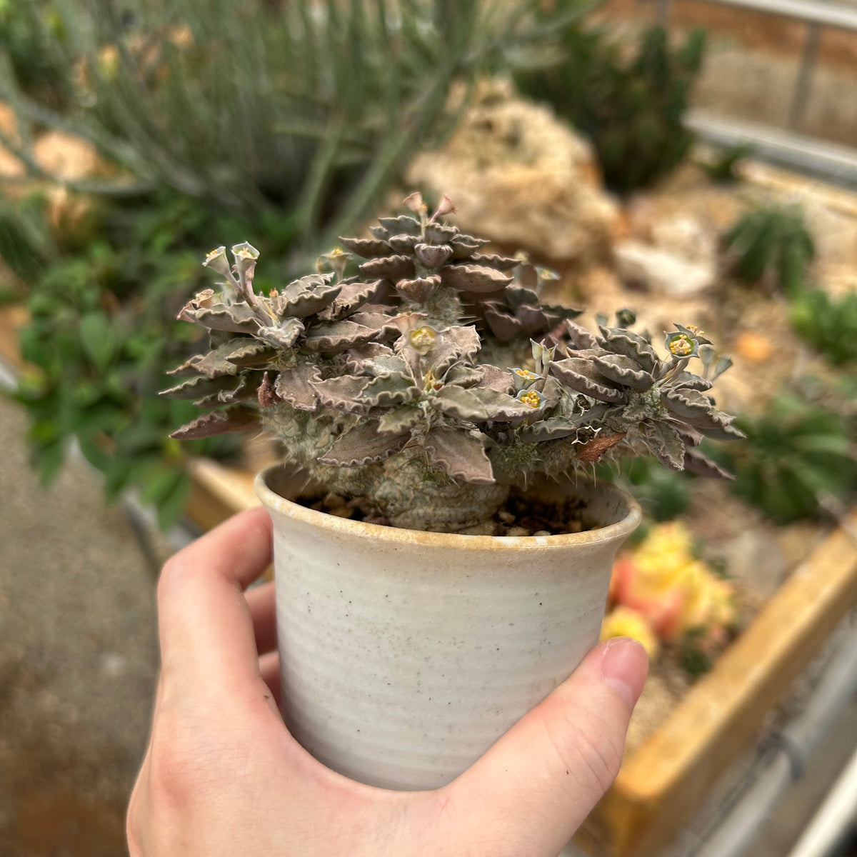 Euphorbia tulearensis-Euphorbia-image-17