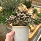 Euphorbia tulearensis-Euphorbia-image-18