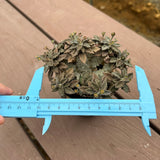Euphorbia tulearensis-Euphorbia-image-19