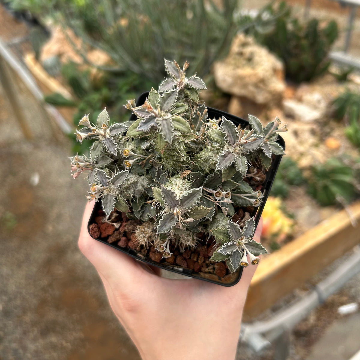 Euphorbia tulearensis-Euphorbia-image-21